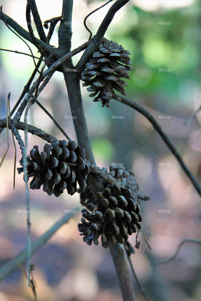 pinecones susp