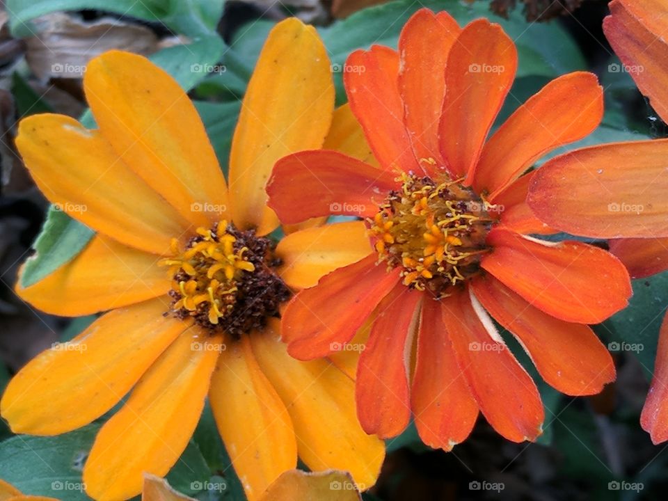 beautiful zinna flowers