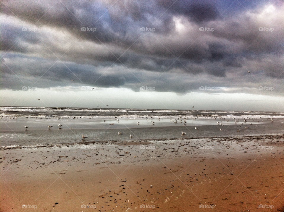 Seagulls at beach against cloudy sky