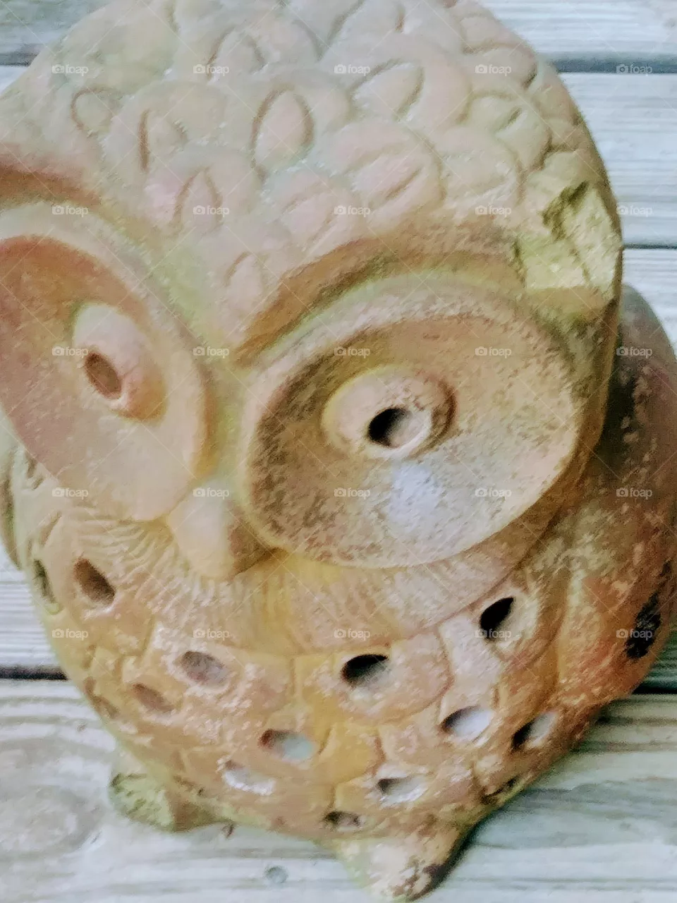 owl