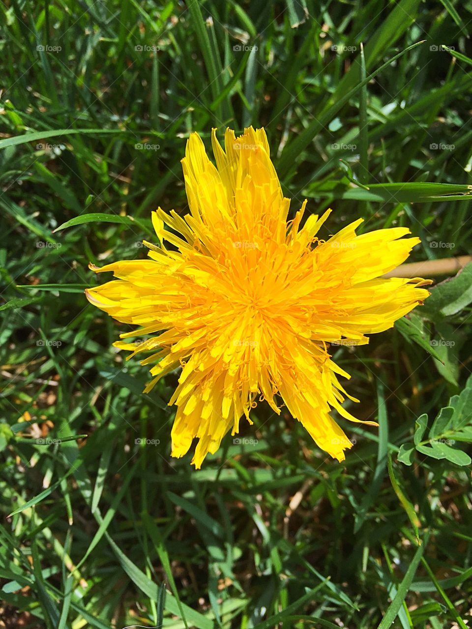 A beautiful, star shaped, dandelion. Some see a weed, I see a thing of beauty! 