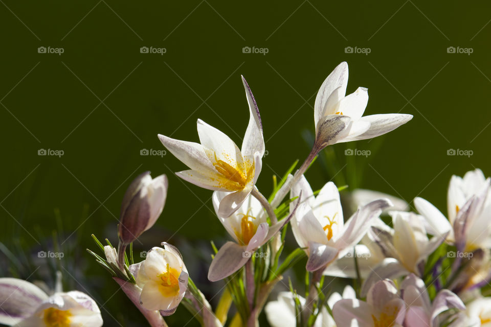 bouquet of spring snowdrops on a green background. spring concept