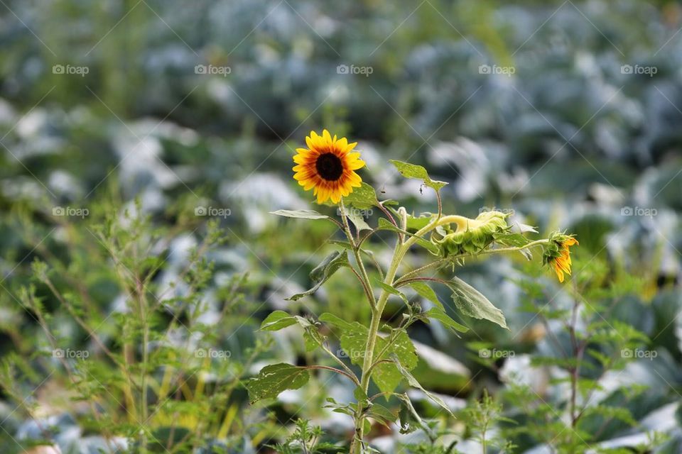 Solo sunflower