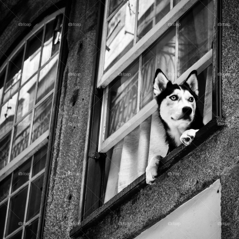 Husky looking out of a window