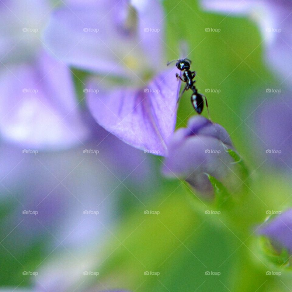 Ant on purple flower