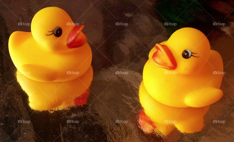 twin yellow duck