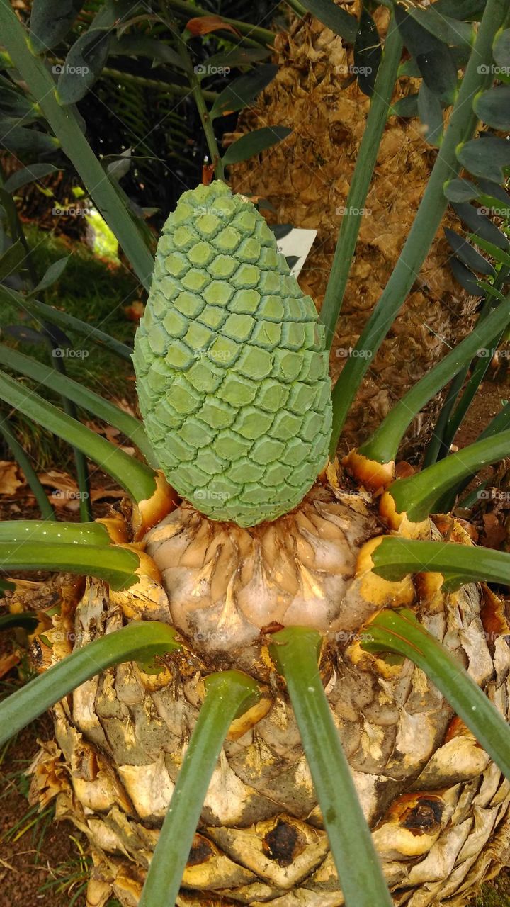 Tropical Seed Pod