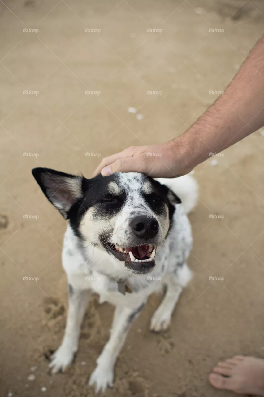 Dog, Mammal, Canine, Portrait, Pet