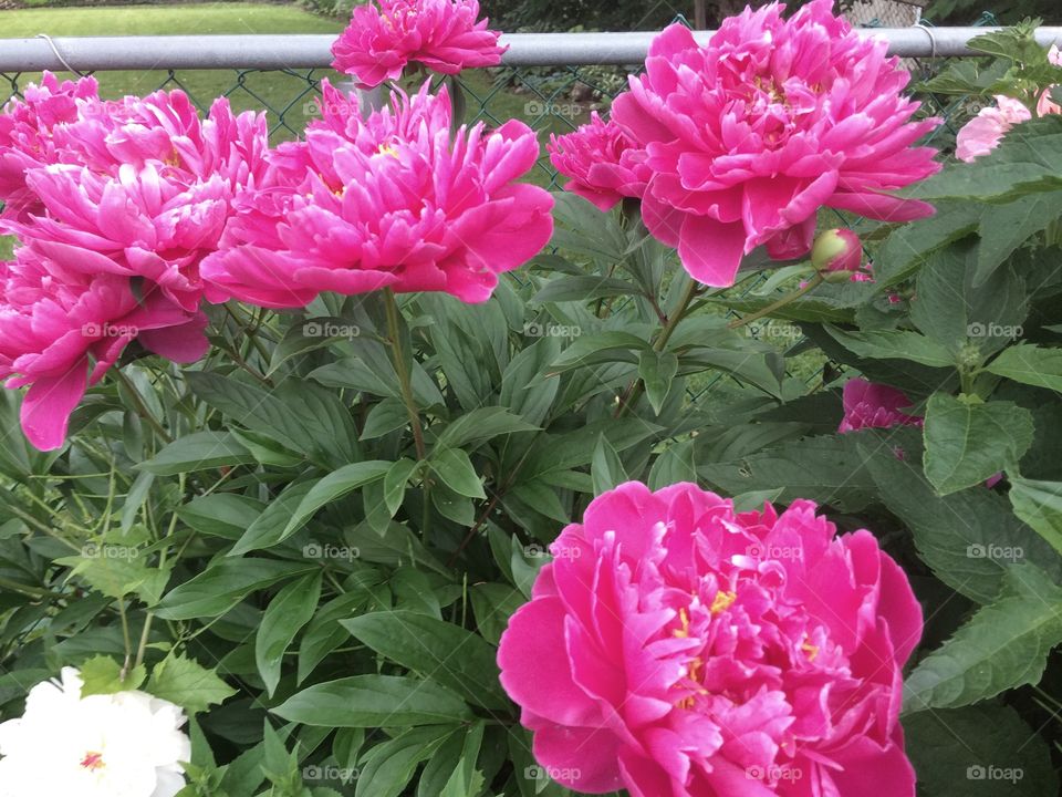 Pink peonies 