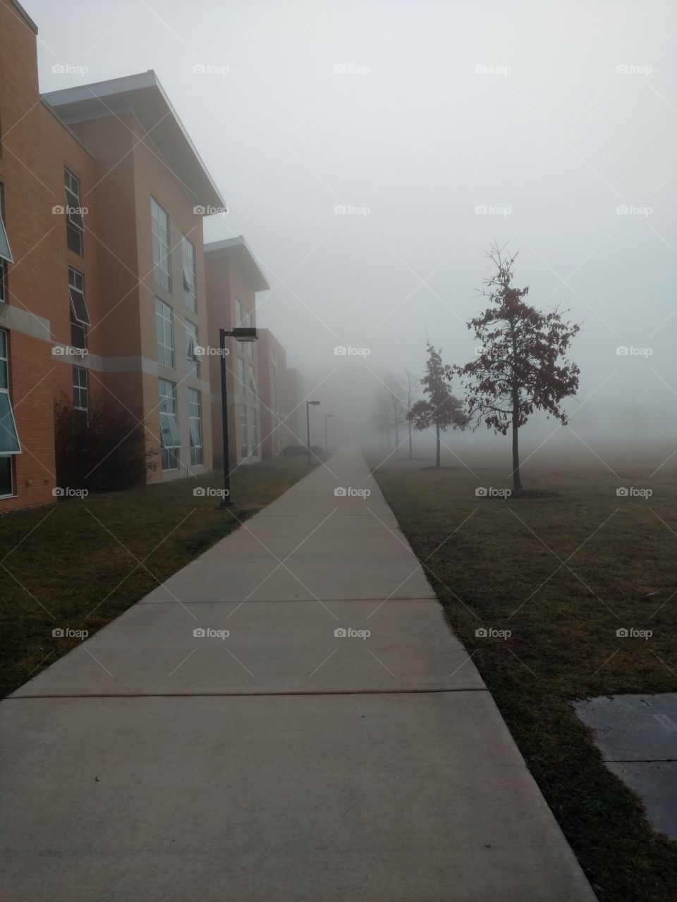 Foggy morning walking on sidewalk by trees and dorm buildings