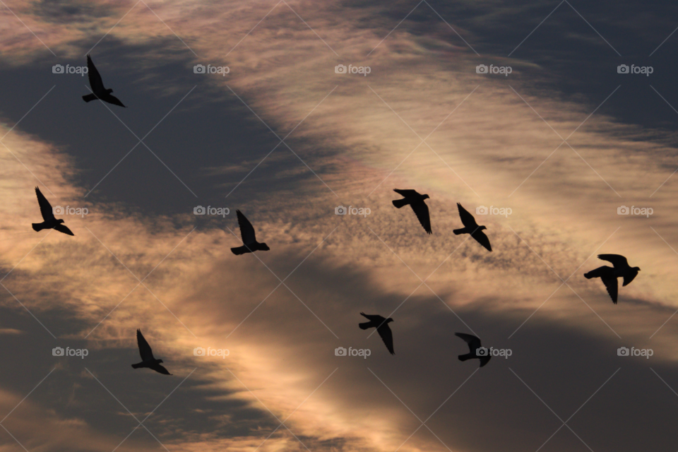 Flock of birds 1