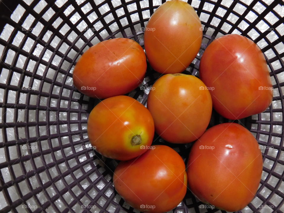 Bunch of Tomatoes in bucket -Scientific name of the Tomato is Solanum lycopercicum .