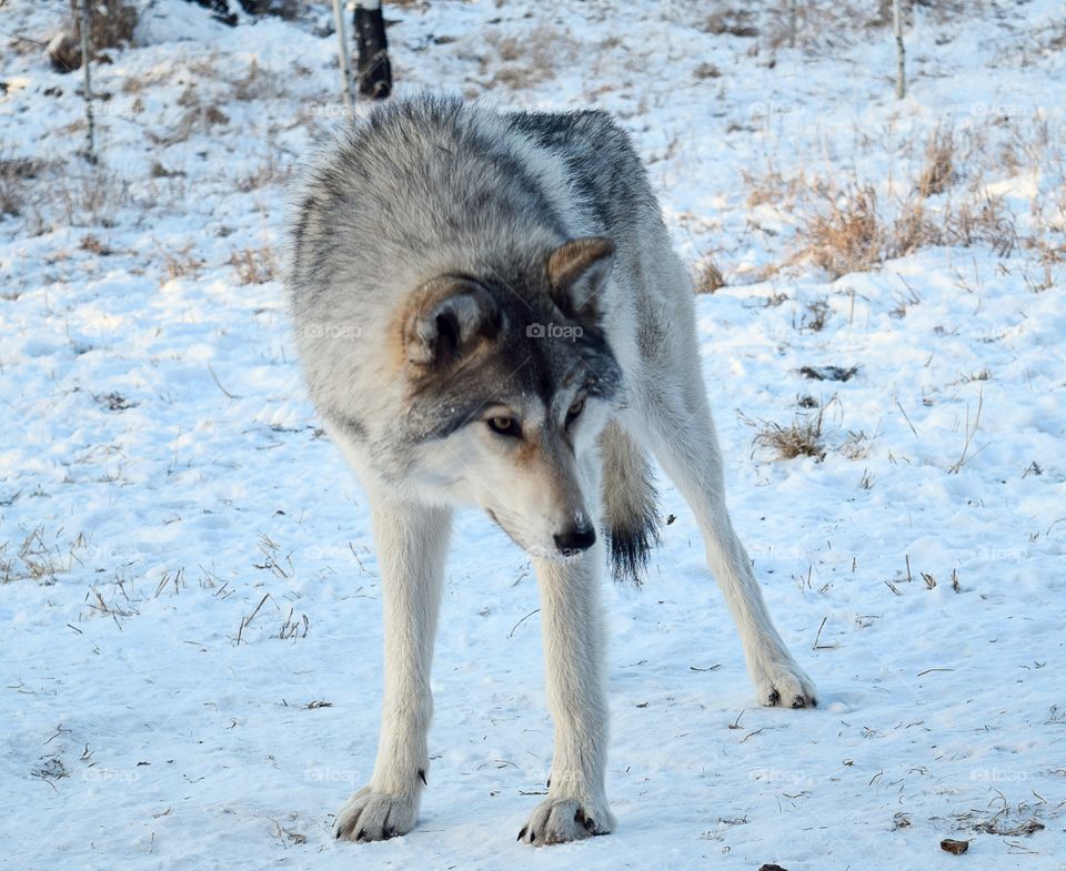 Wonderful Wolfdog Encounter 
