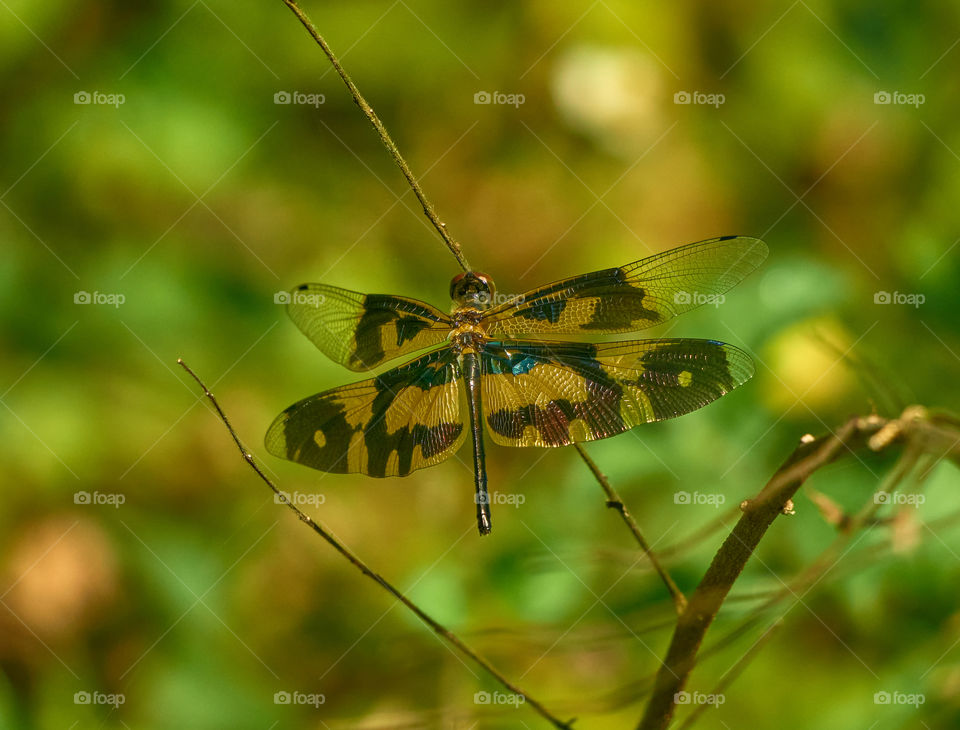 Dragon fly  - yellow wing