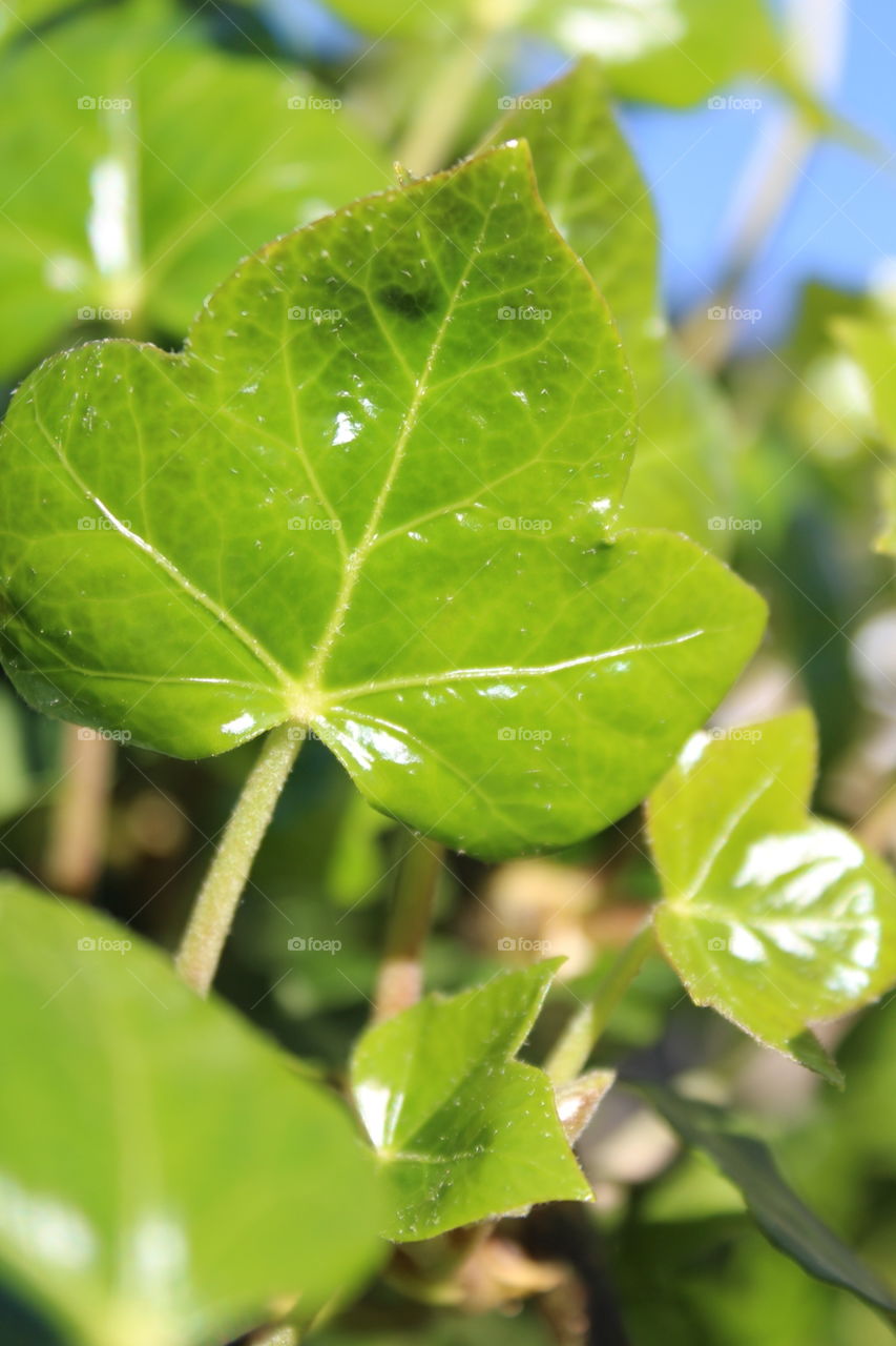 ivy leaves in sun