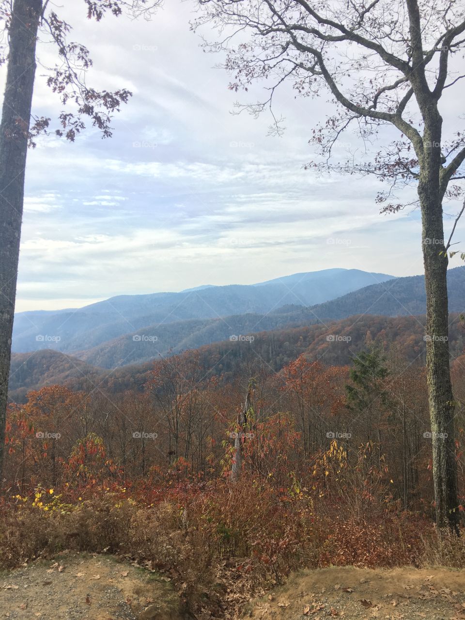 Landscape, Tree, Nature, Fall, Wood