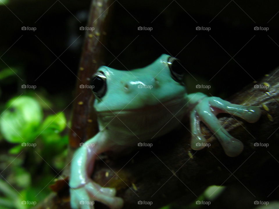 Frog face smile
