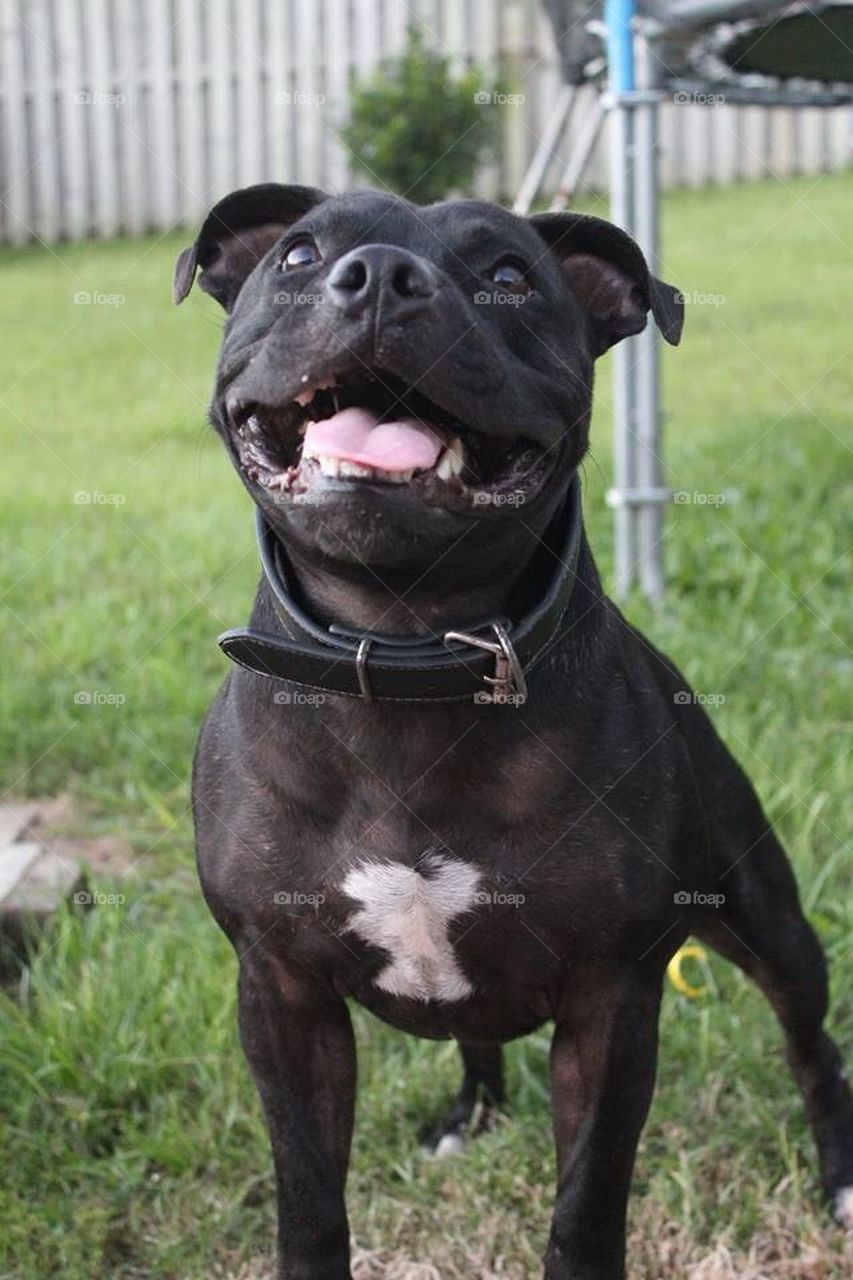 Staffordshire Bullterrier