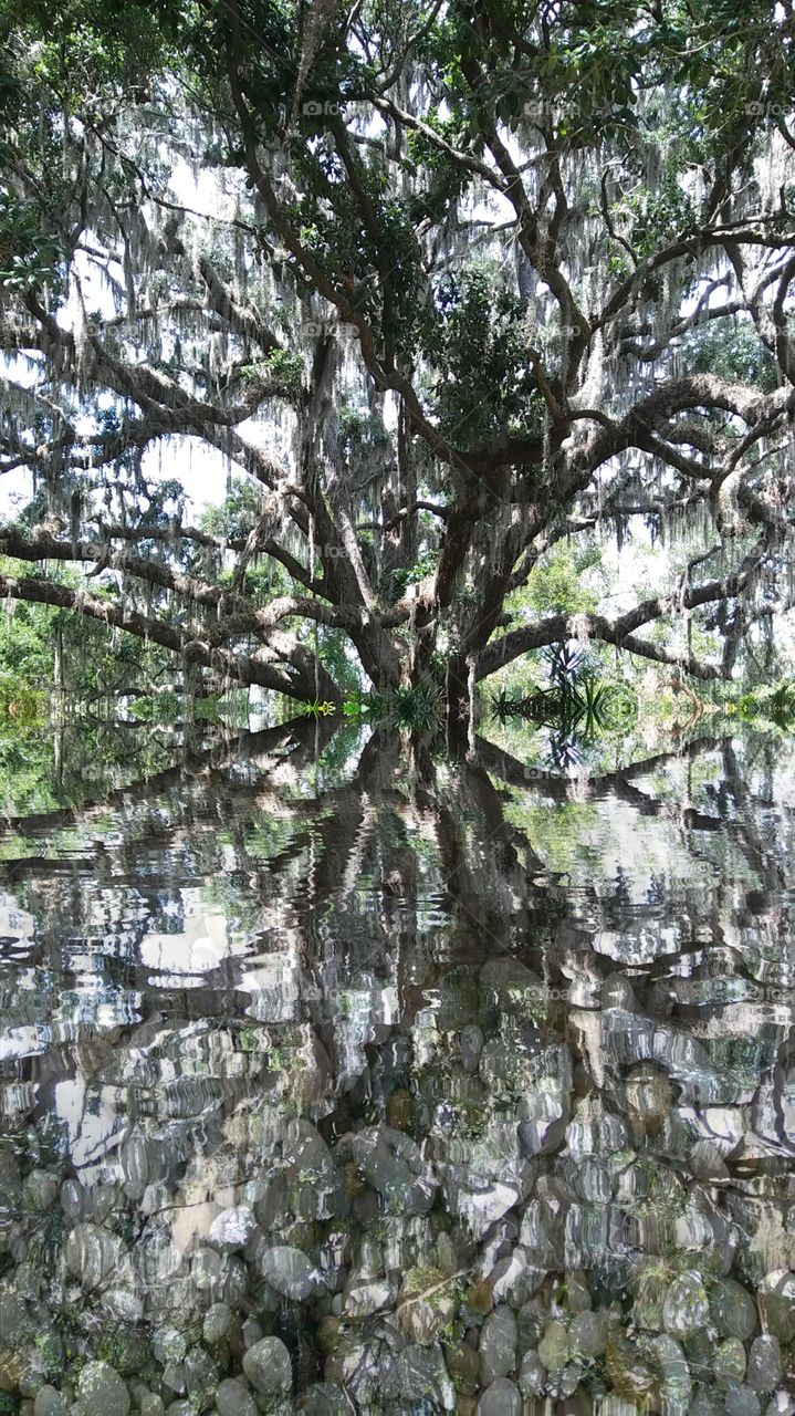 Tree Under Water
