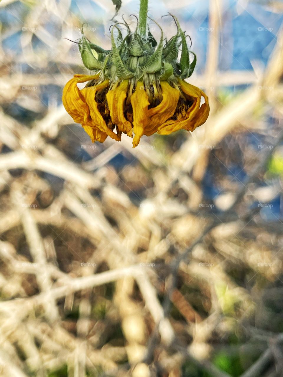 Wilted sunflower with dried shrubs in background 