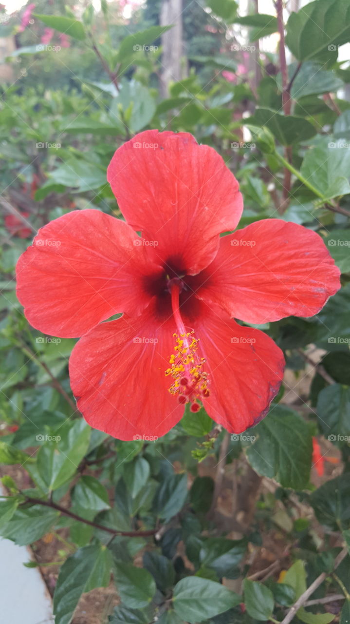 hibiskus