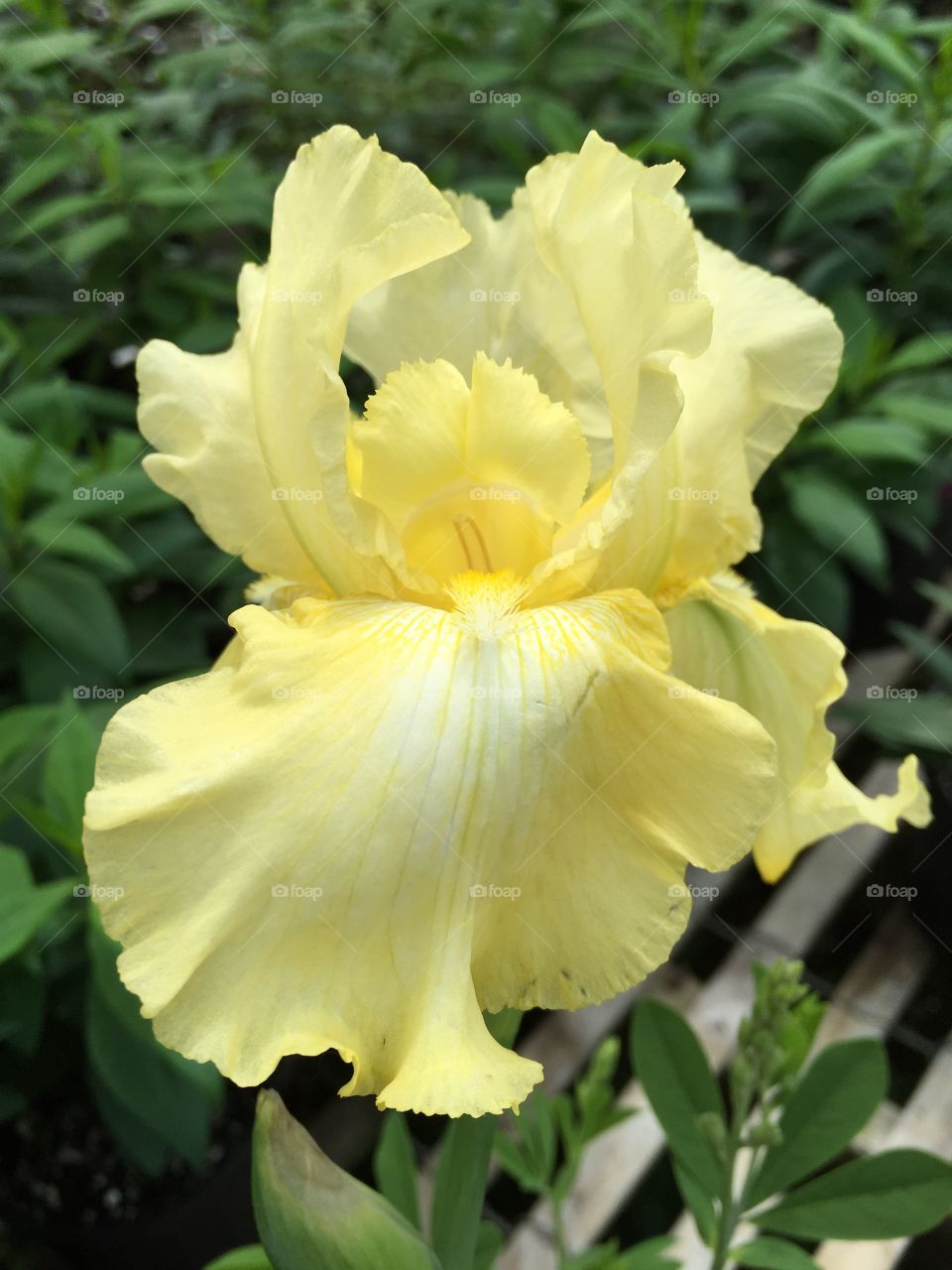 Close-up of yellow iris petal