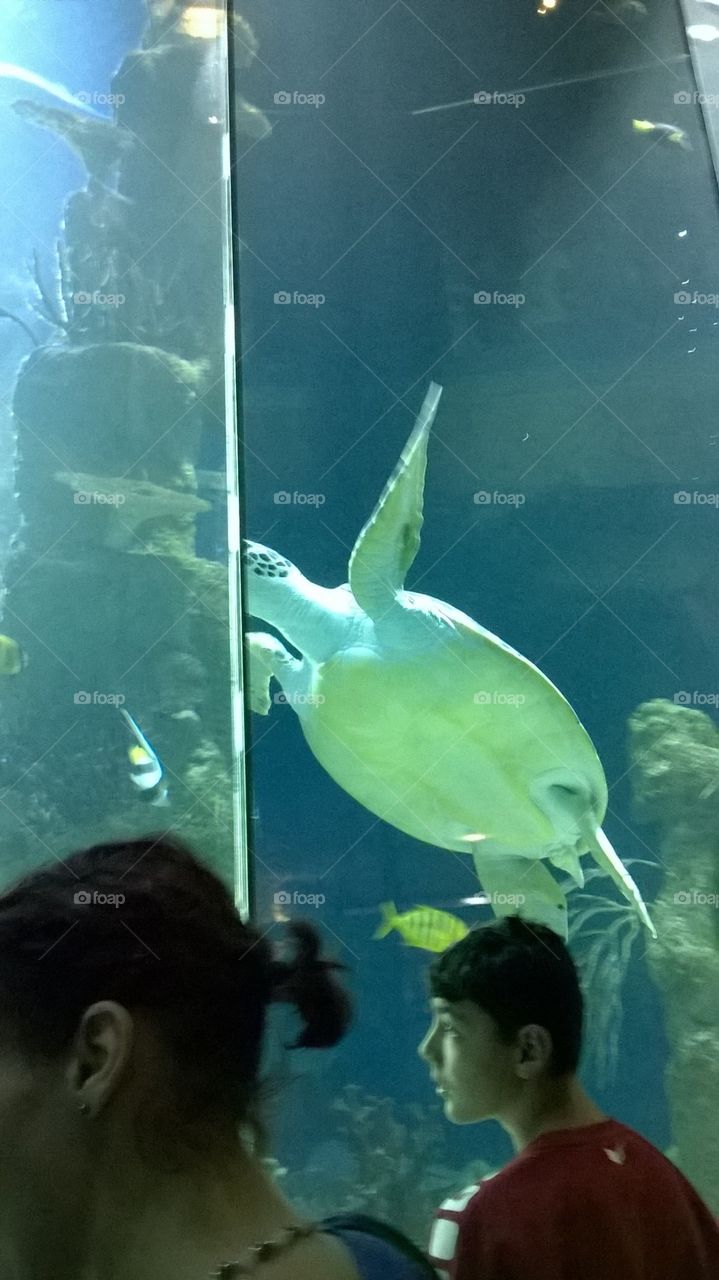 Giant Sea Turtle In Vienna Aquarium