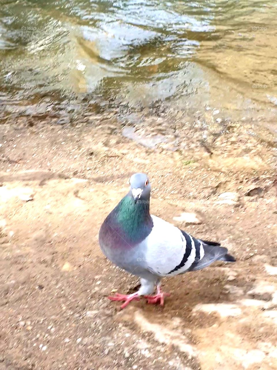 i am a handsome ....