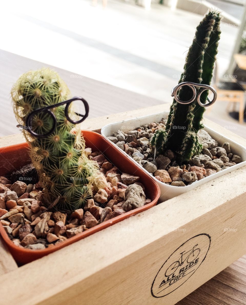 Cactus
