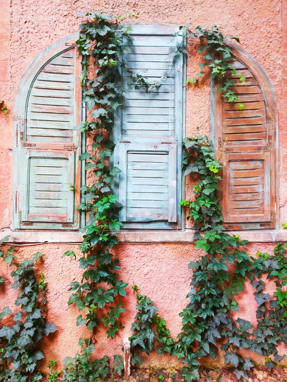 Ivy and Window