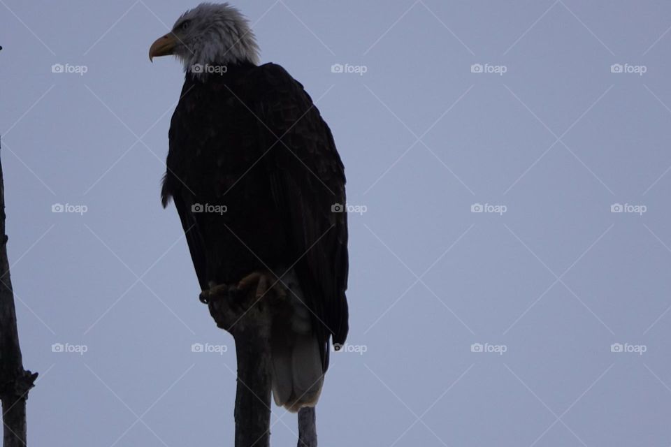 Eagle 