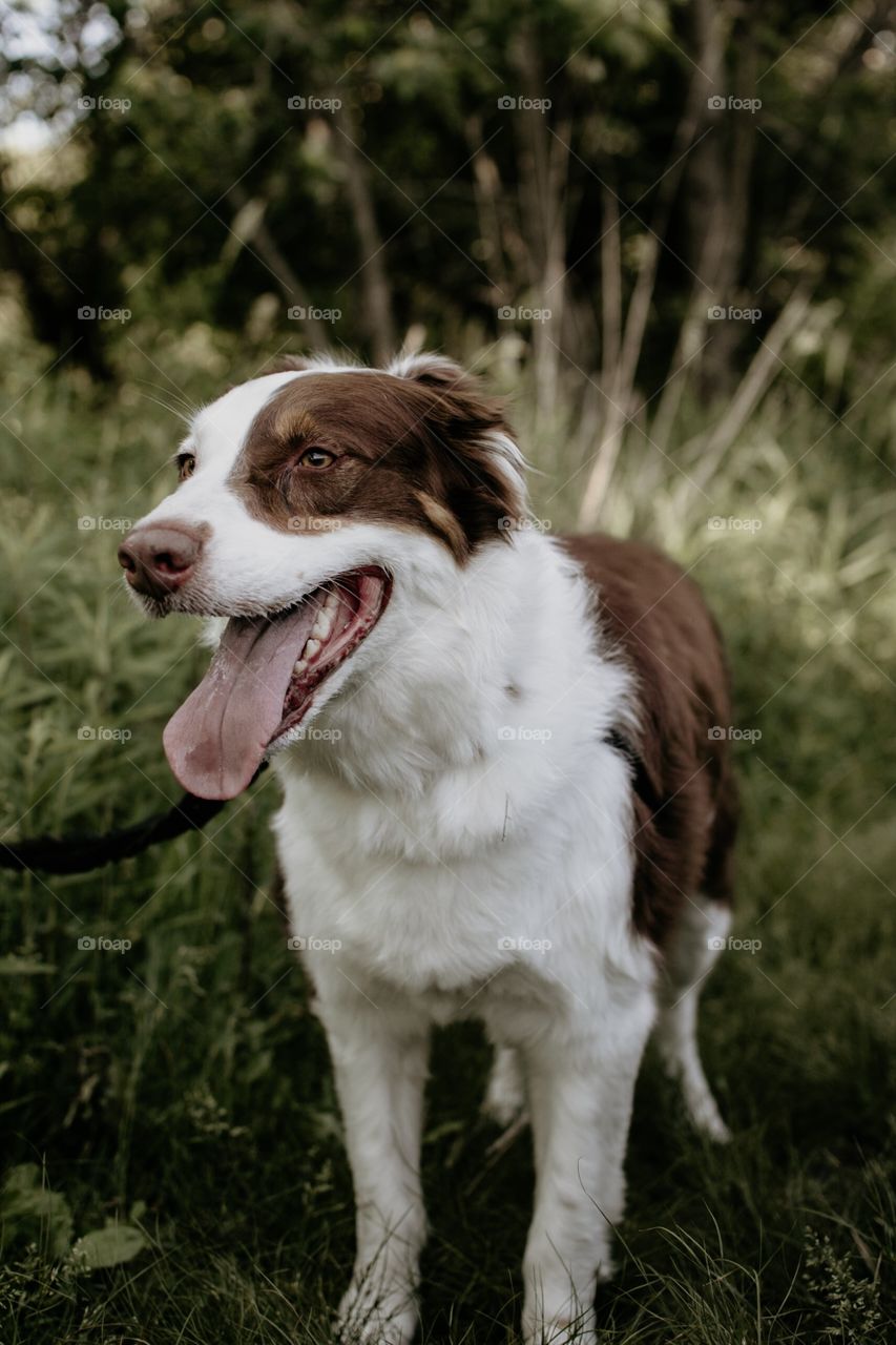 Dog in the forest in the summer.