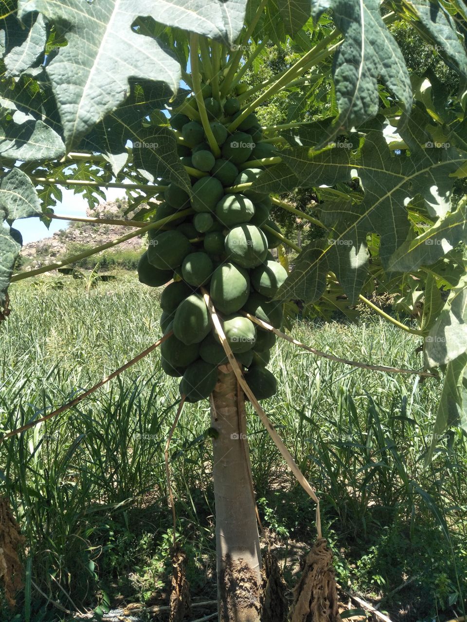 papaya tree