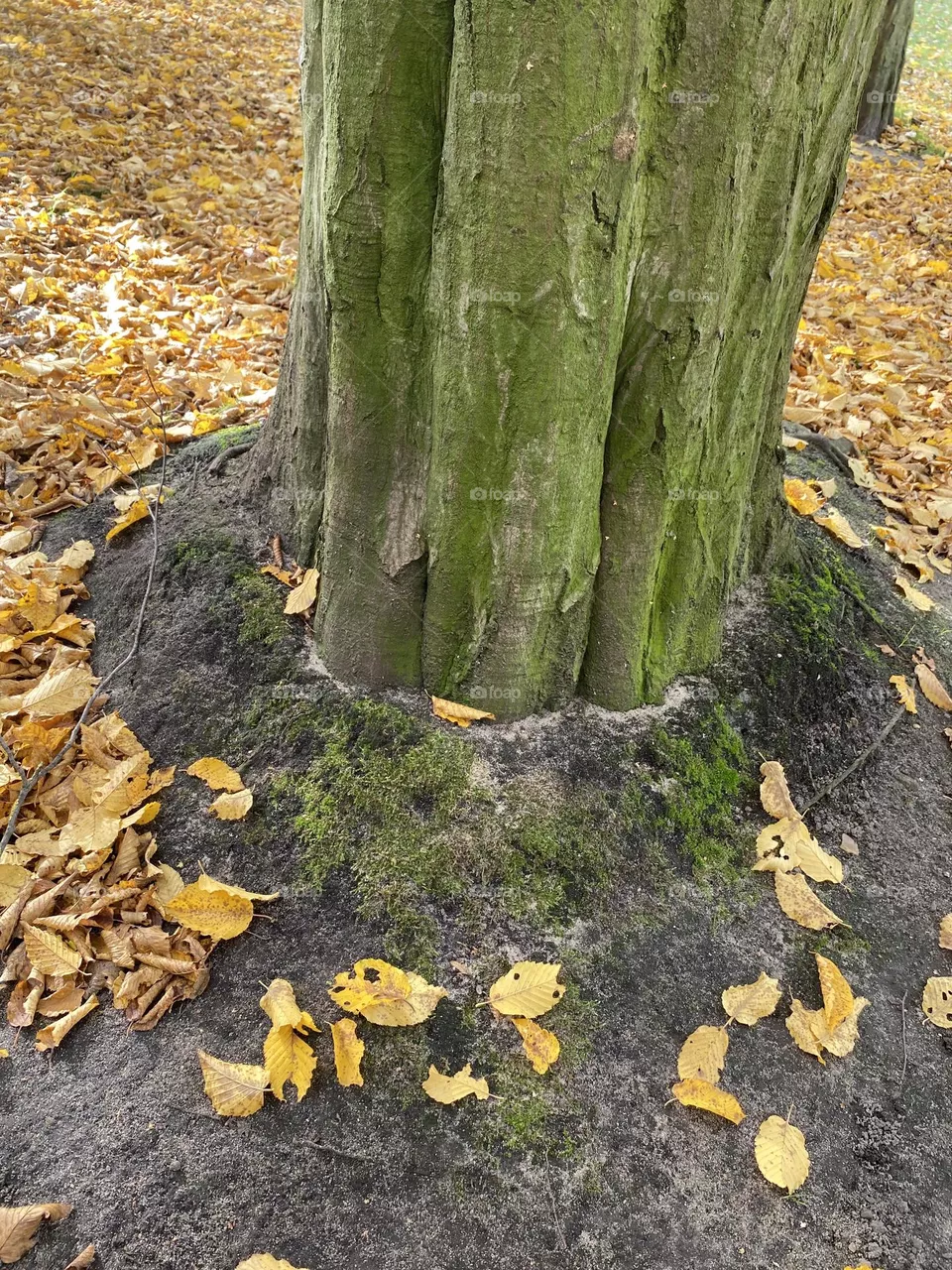 Baumfuß mit gelbem Herbstlaub auf dem Boden, kreisrund gefallen