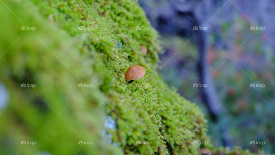 Tiny mushroom