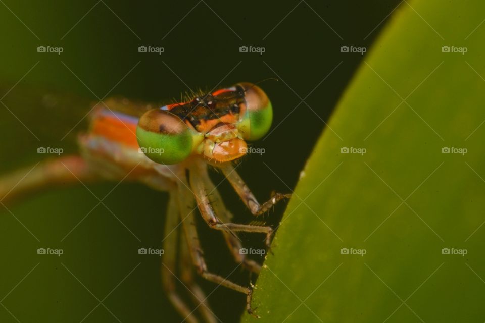 insects . Hold tight