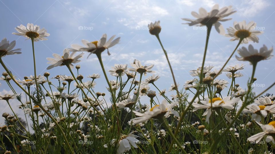 Daisy summer flowers on a beautiful day from a low angel view . Sommarblommor prästkrage från lågt perspektiv 