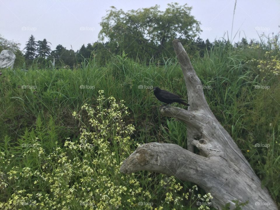 A Crow standing on a Dead Tree by the Ocean 