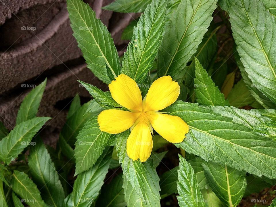 yellow beauty