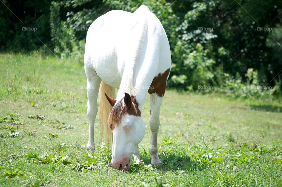 One eyed horse . This is an one eyed horse grazing.  