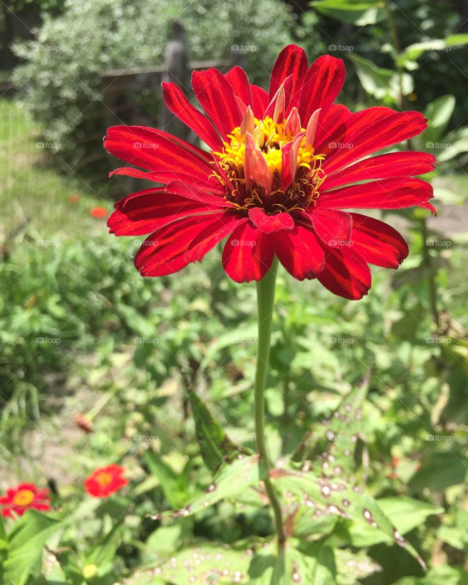 Red Coreopsis flower standing tall in a garden