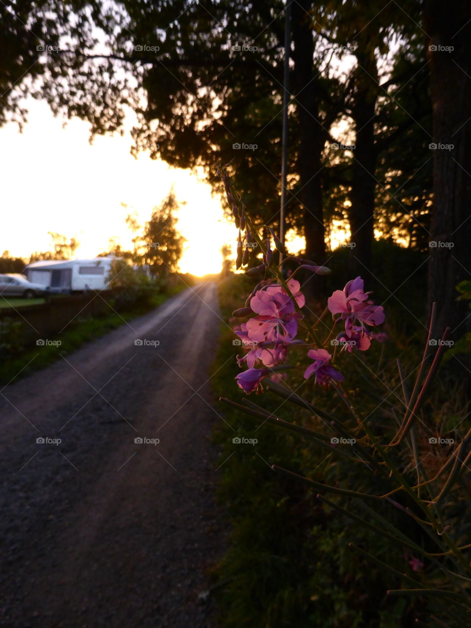 Summer road in sunset