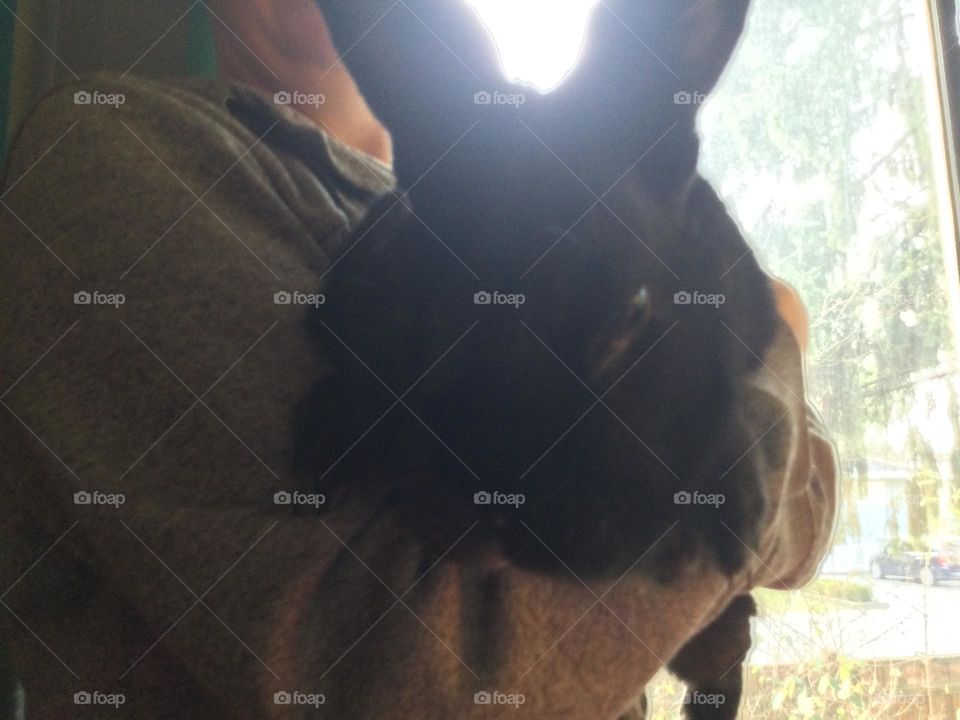 A Woman holding a big black rabbit 