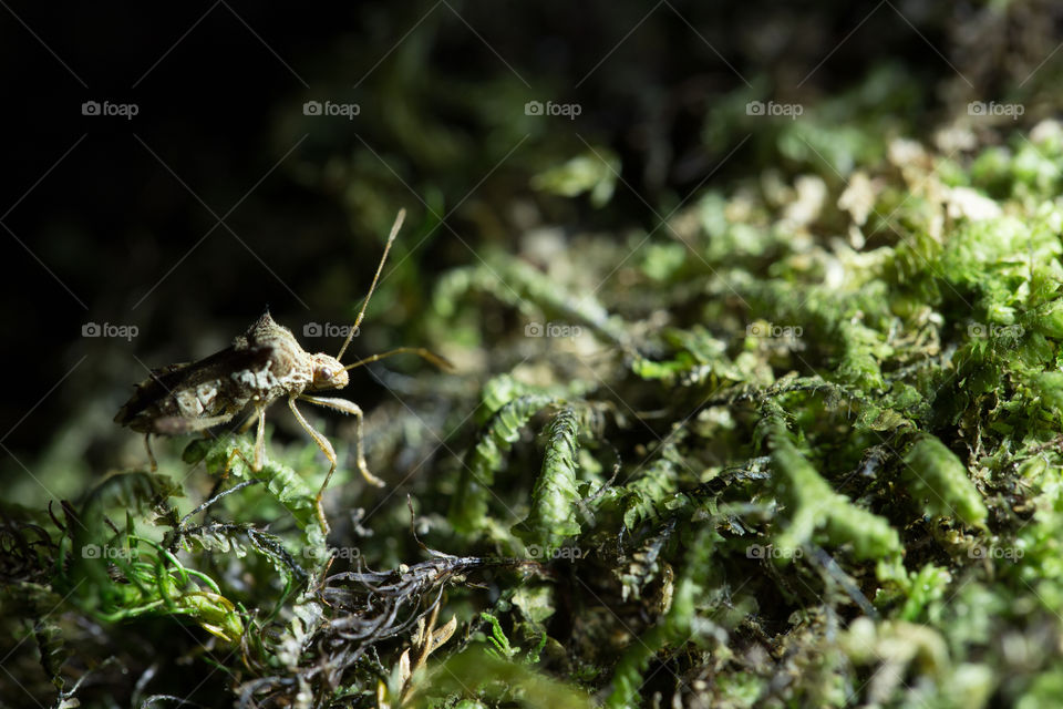 Bug on the moss