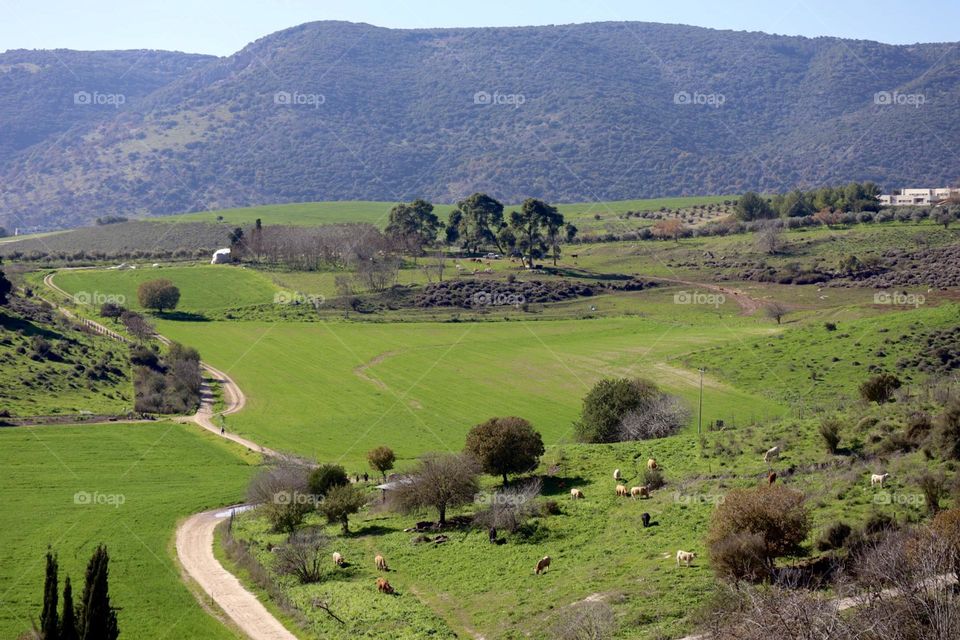 Countryside with green fields sheeps and dirt track with mountain on background 