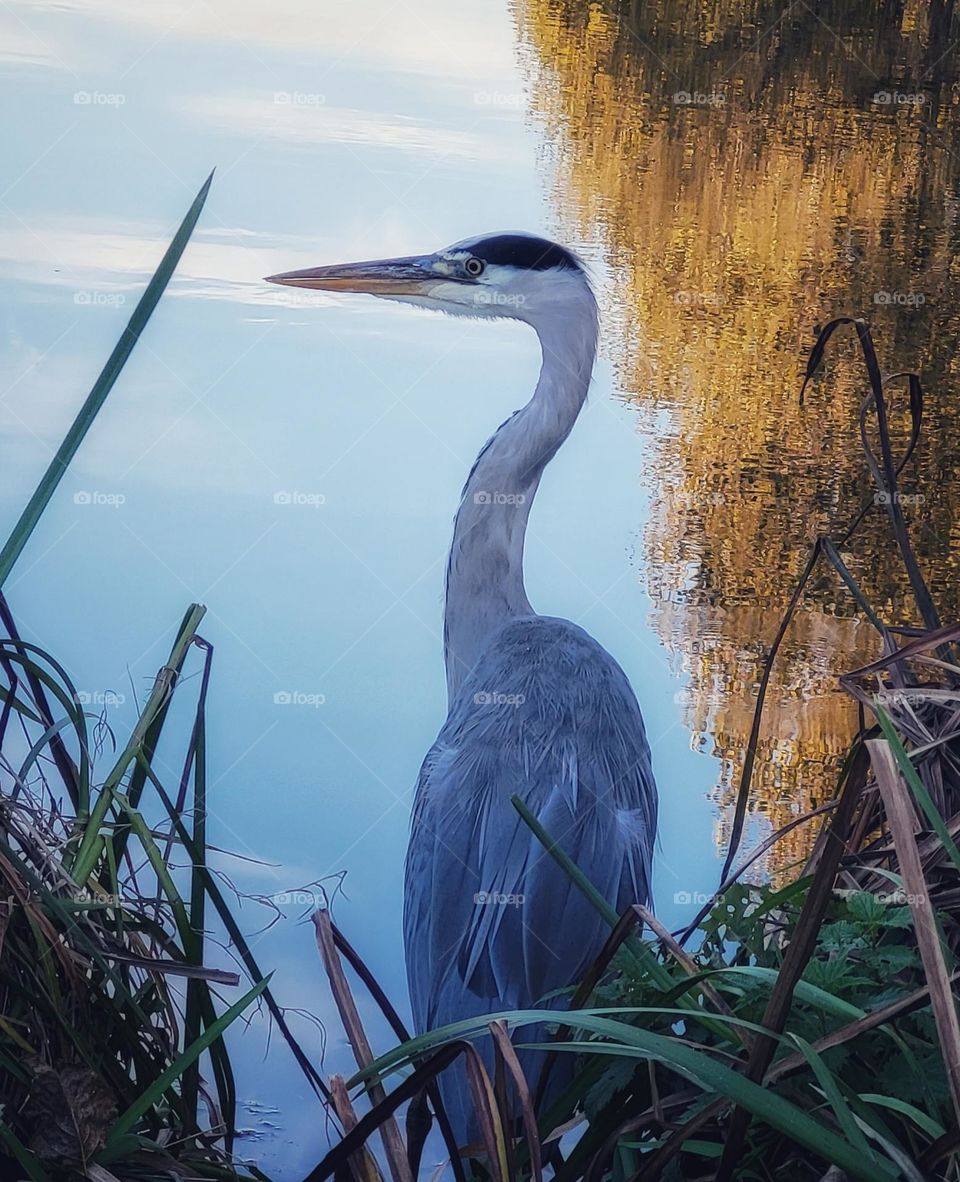 Heron near the waterside