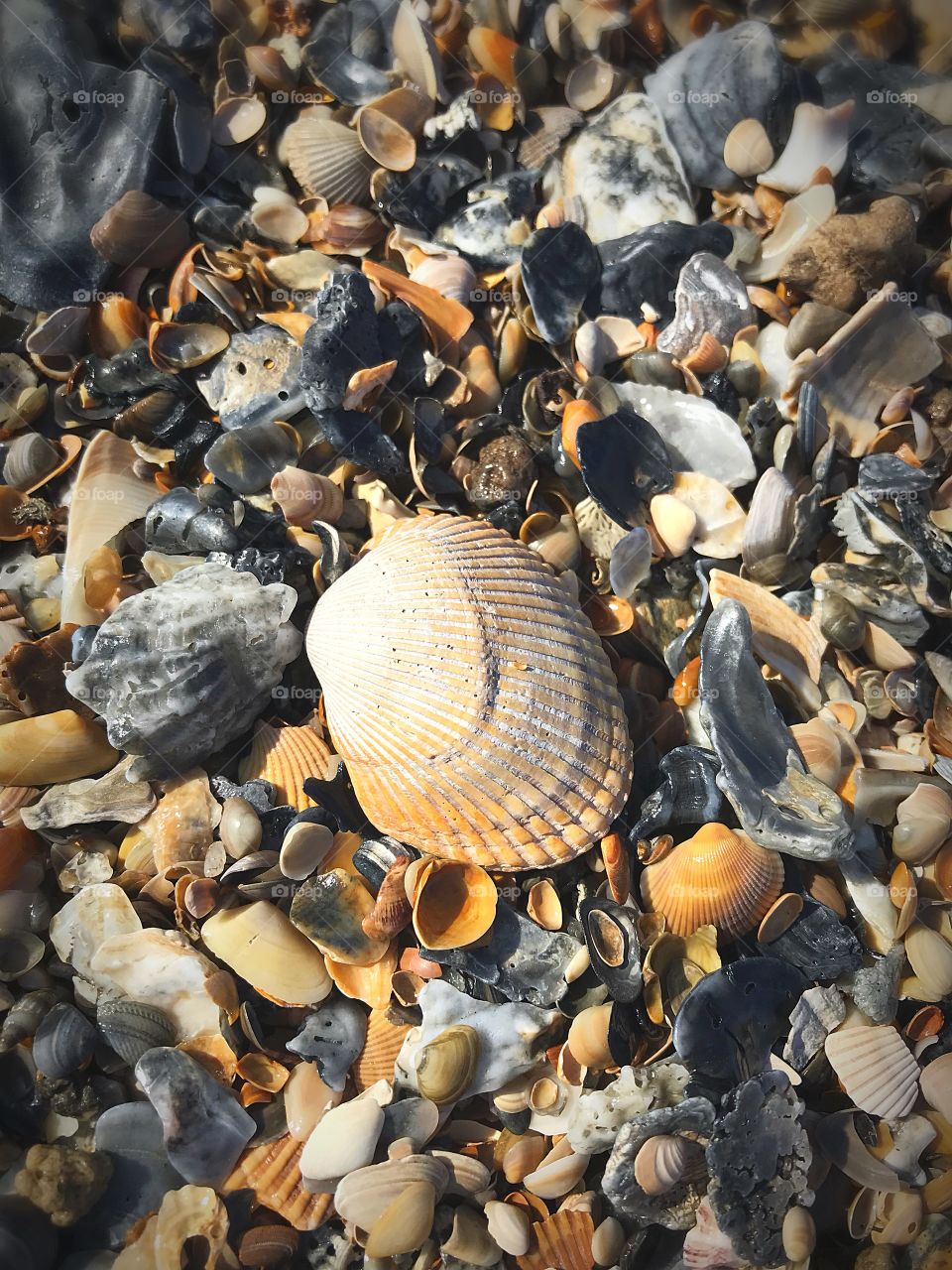 Seashells 