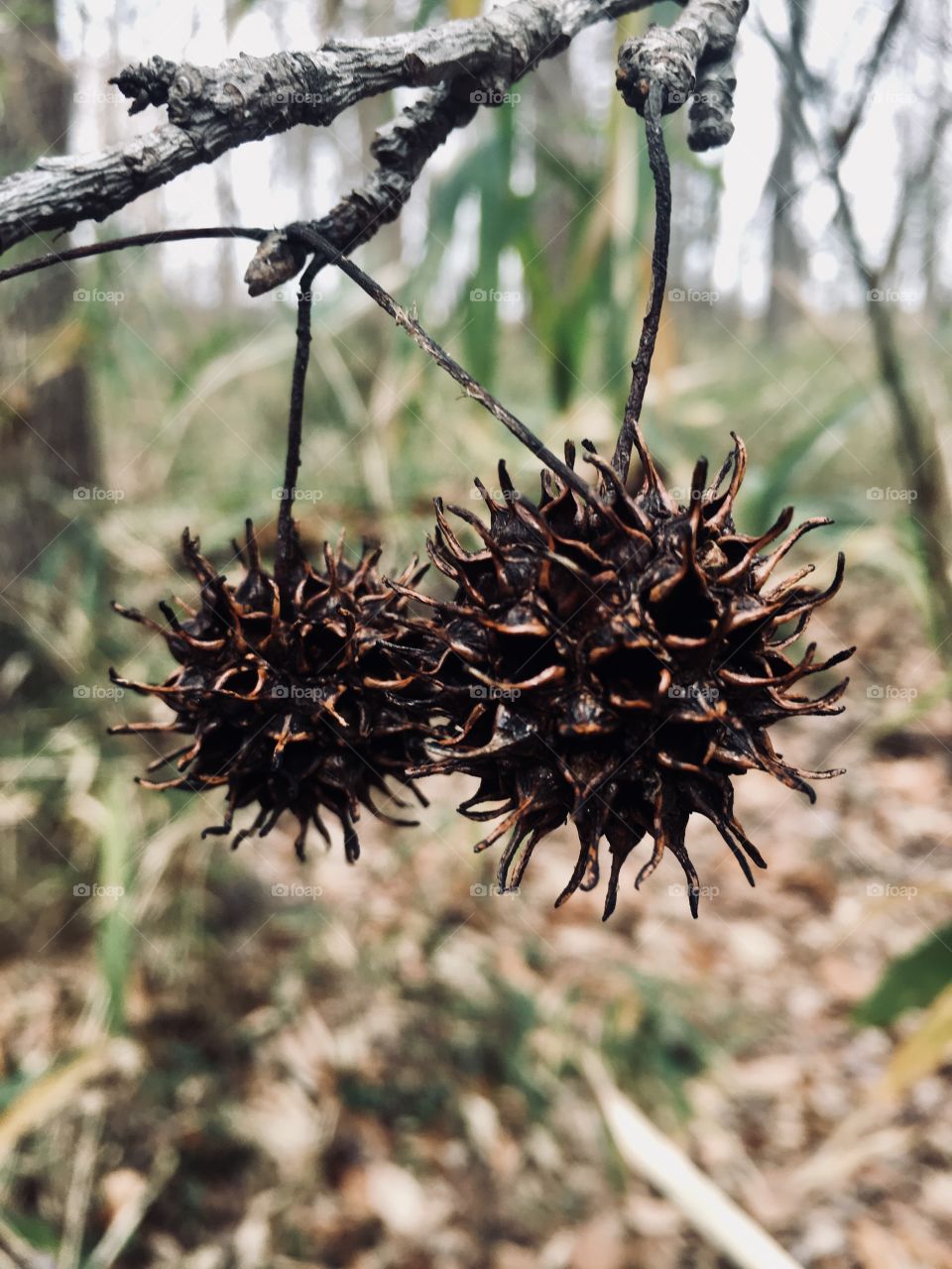 Two American sweetgum balls hanging out
