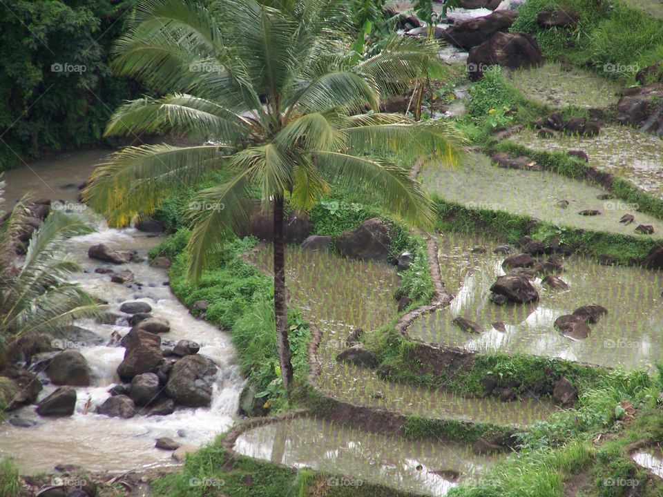 Rice fields and river. Indo 