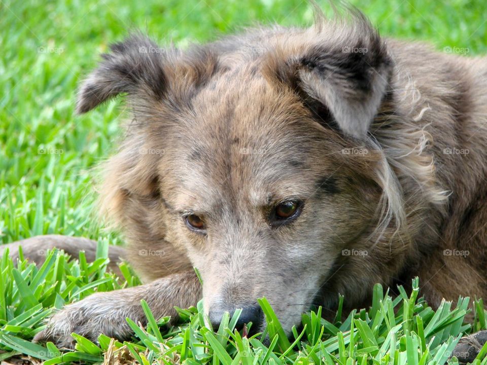 Close-up of dog on grass